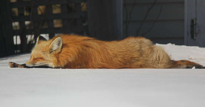 wild animal photography zorro the fox jon wedge fb12