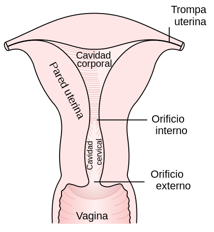 como-afecta-el-sexo-al-tamano-de-tu-vagina 6 Cosas que explican cómo puede afectar el sexo al tamaño de tu vagina