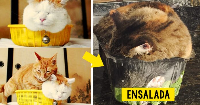 gatos se quedan dormidos en cualquier parte banner