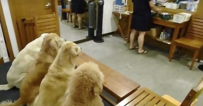 4pupspray
