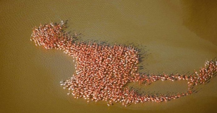 flamencofig
