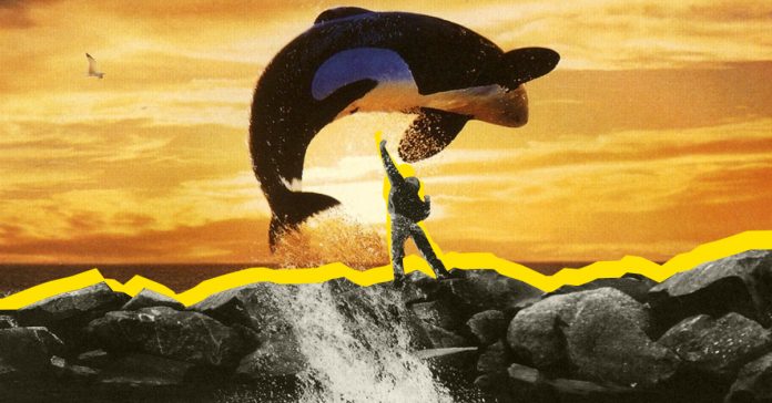 si conocieras la verdad sobre las orcas no querrias salvar a willy banner