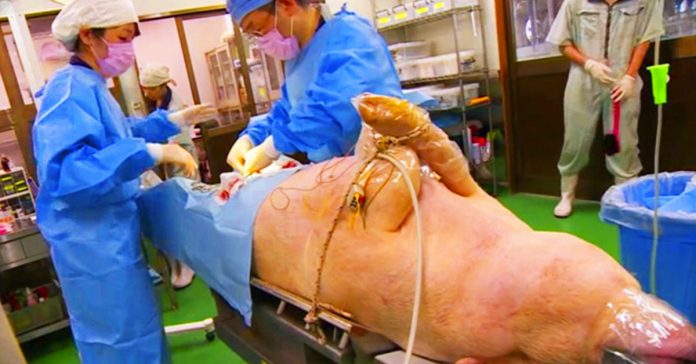 cientificos crean al hombre cerdo con la esperanza de poder crear organos en el laboratorio banner
