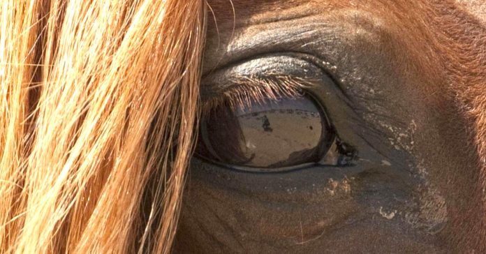 Un estudio demuestra lo que piensan y cómo actúan los caballos cuando saben que estamos enfadados 2 como reacciona caballo estas enfadado banner