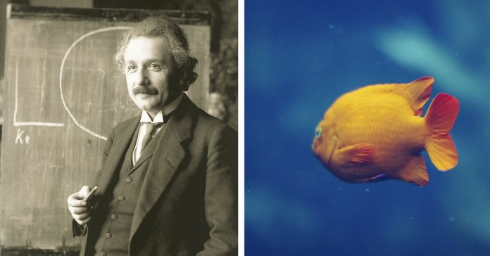 El dueño del pez: El pasatiempo de Einstein que solo un genio es capaz de resolver un 2% de la población 2 el pasatiempo logico de einstein que solo resuelve un 2 de la poblacion banner
