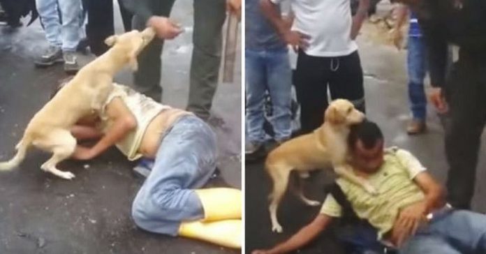 Un perro se viraliza tratando de salvar a su dueño borracho 2 loyy