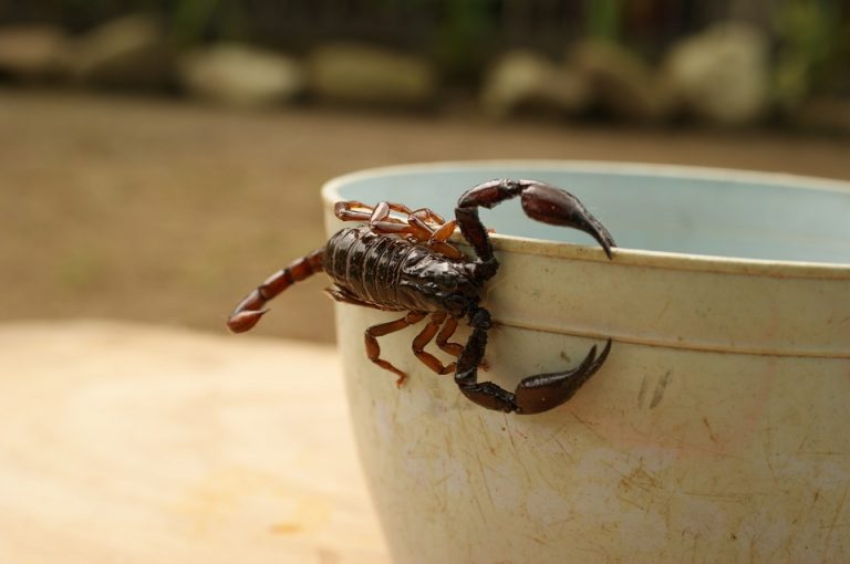 Diferencia Entre Escorpion Y Alacran Wikipedia