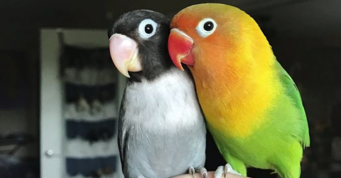 Kiwi y su novia gótica han tenido 4 bebés e Internet está echando chispas 2 kiwi