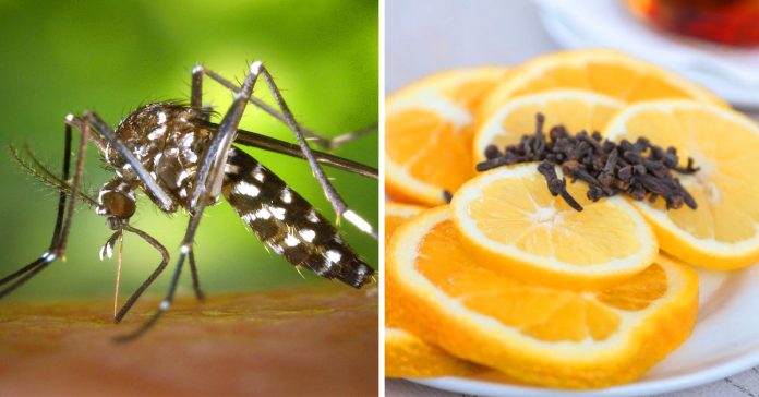 5 Trucos rápidos para que no te piquen más los mosquitos 2 5 formas de evitar las picaduras de mosquito