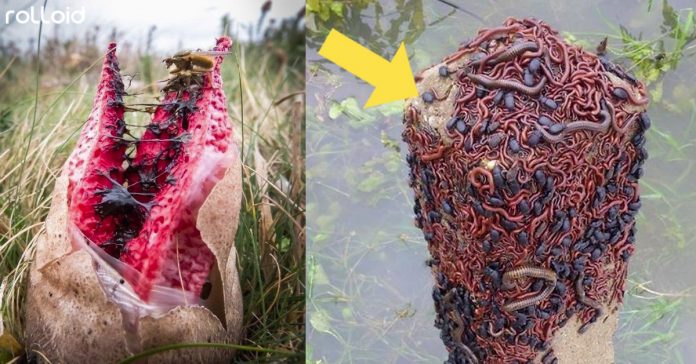 20 Cosas que no te gustaría encontrarte en plena naturaleza 2 cosas desagradables naturaleza