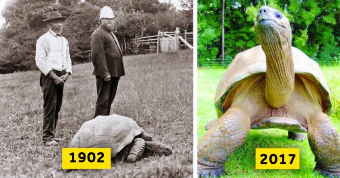 20 fotos del antes y el despues que te mostraran el poder del paso del tiempo banner